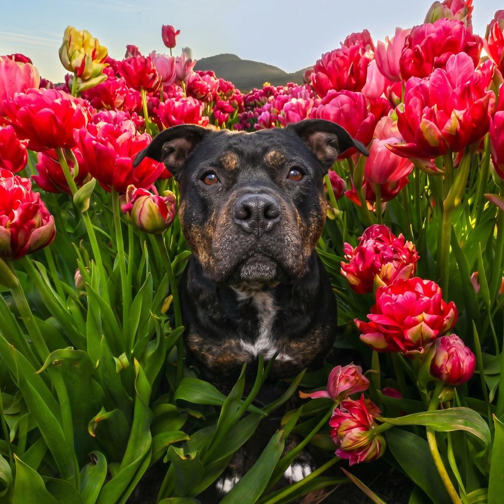 Enlarge Willow, a Adoptable Mixed Breed in Bangall, NY image 2/4