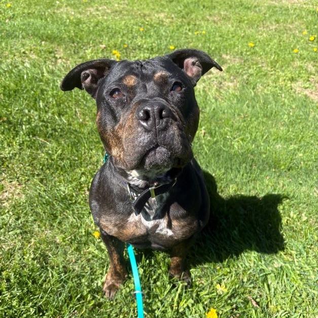 Enlarge Willow, a Adoptable Mixed Breed in Bangall, NY image 3/4