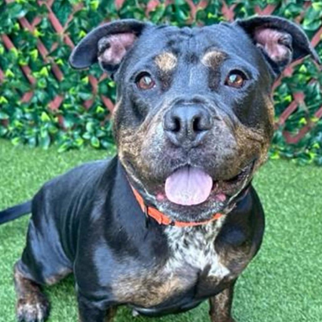 Enlarge Willow, a Adoptable Mixed Breed in Bangall, NY image 4/4