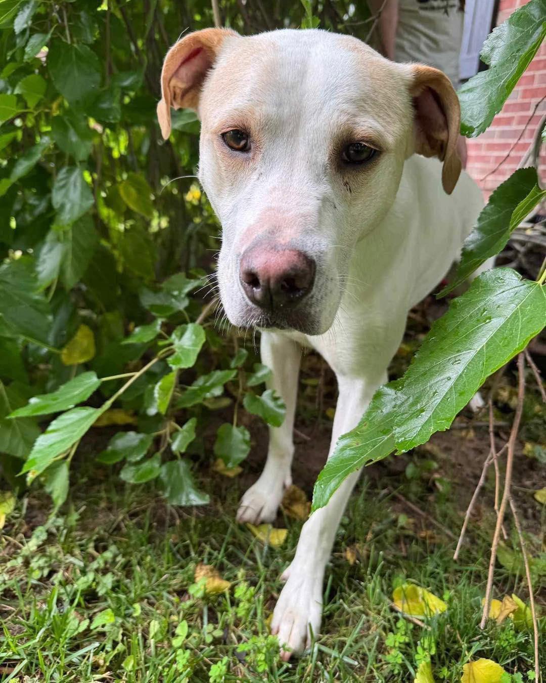 Lulu, a Adoptable mixed breed in Broken Arrow, OK image 2/5