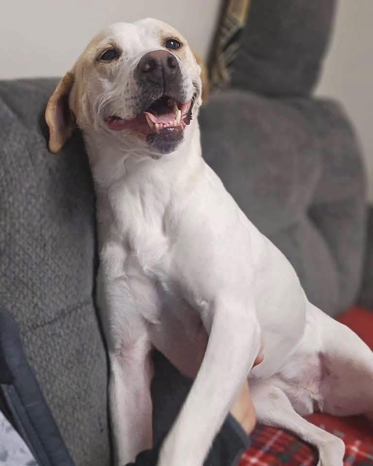 Lulu, a Adoptable mixed breed in Broken Arrow, OK image 2/6