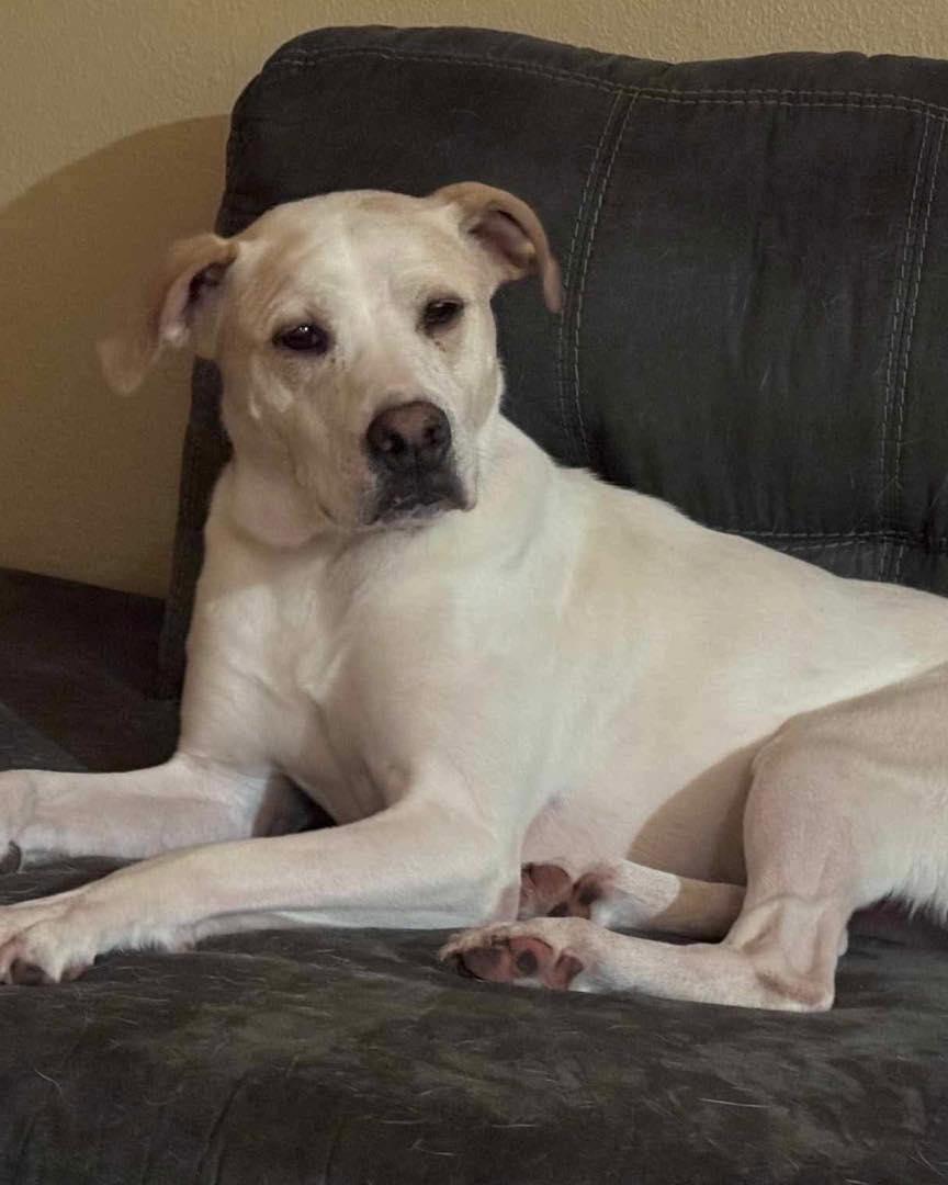 Lulu, a Adoptable mixed breed in Broken Arrow, OK image 3/5