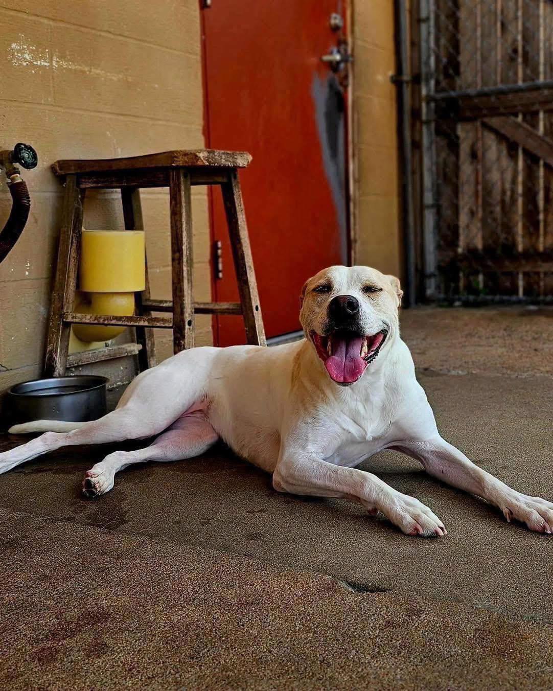 Lulu, a Adoptable mixed breed in Broken Arrow, OK image 6/6