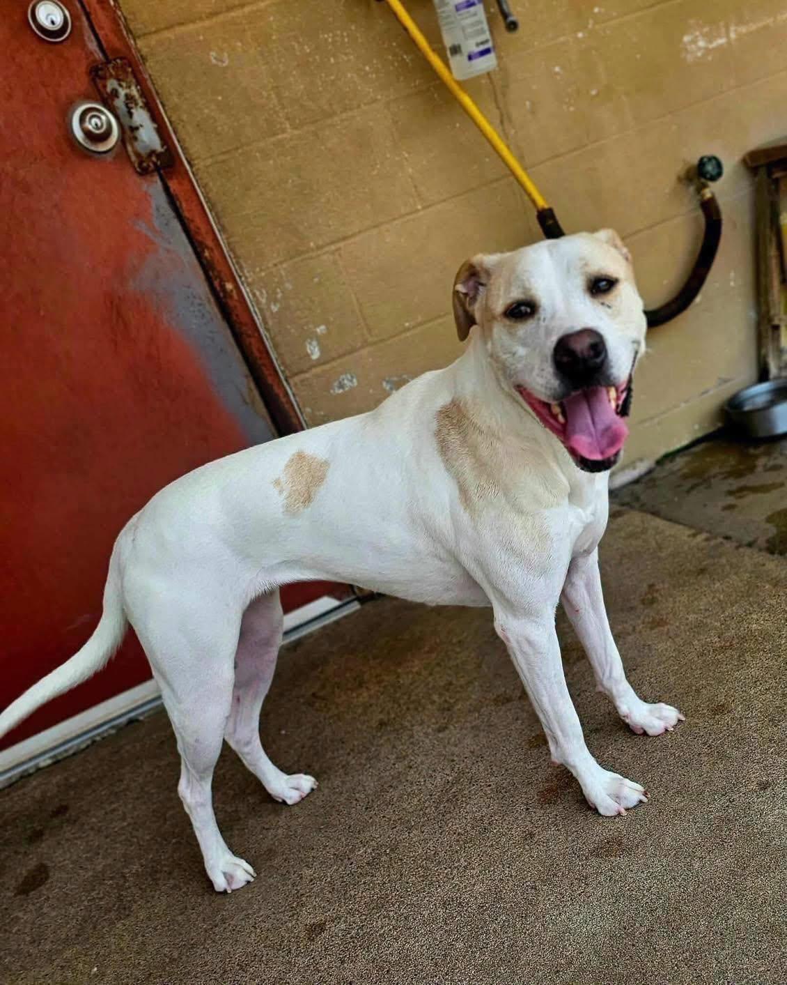 Lulu, a Adoptable mixed breed in Broken Arrow, OK image 3/6