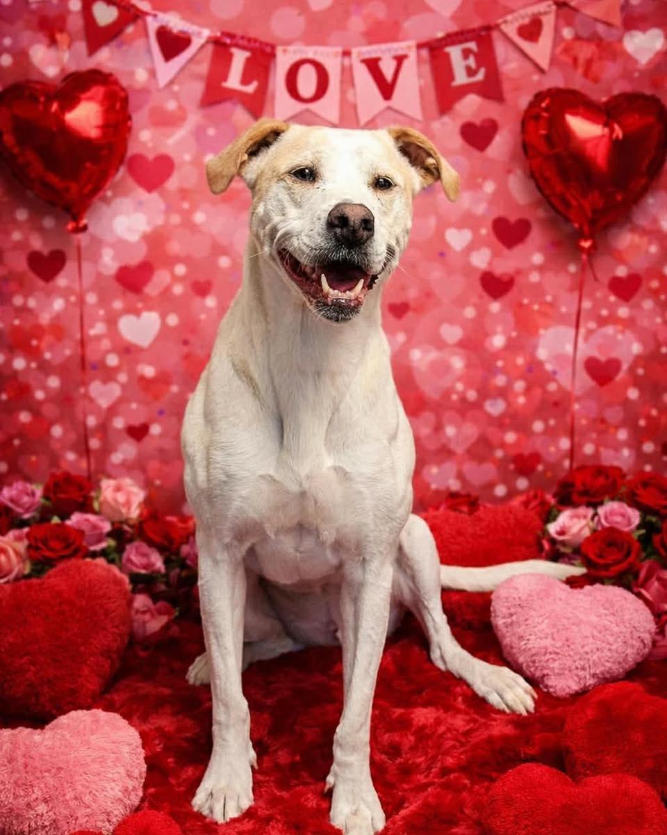 Enlarge Lulu, a Adoptable mixed breed in Broken Arrow, OK image 1/6