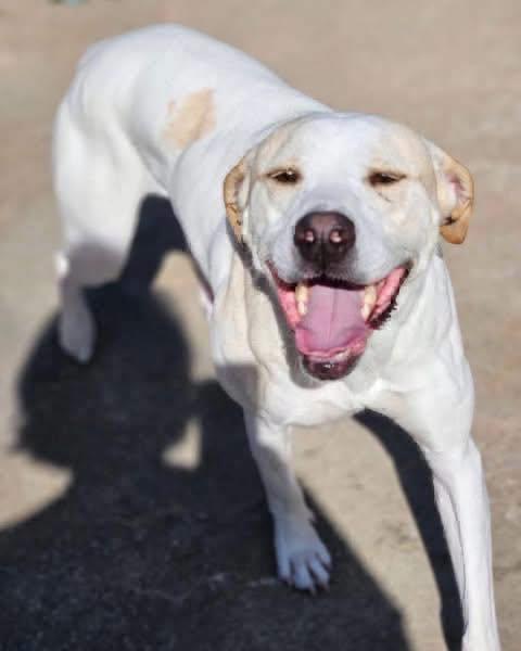 Lulu, a Adoptable mixed breed in Broken Arrow, OK image 1/6