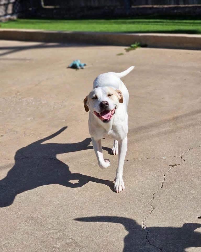 Lulu, a Adoptable mixed breed in Broken Arrow, OK image 4/6