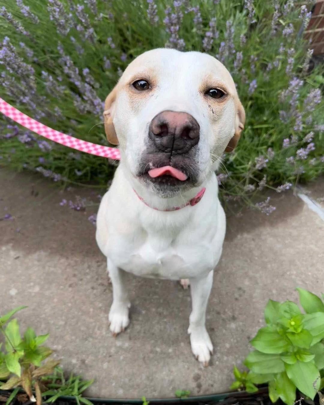 Lulu, Adoptable, Adult Female Yellow Labrador Retriever.