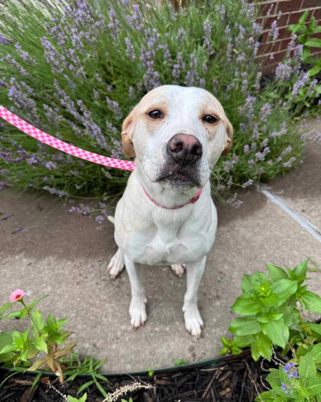 Lulu, a Adoptable mixed breed in Broken Arrow, OK image 5/5