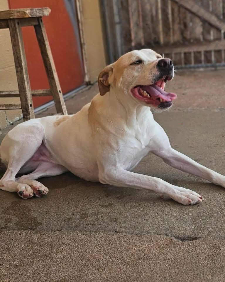 Lulu, a Adoptable mixed breed in Broken Arrow, OK image 5/6