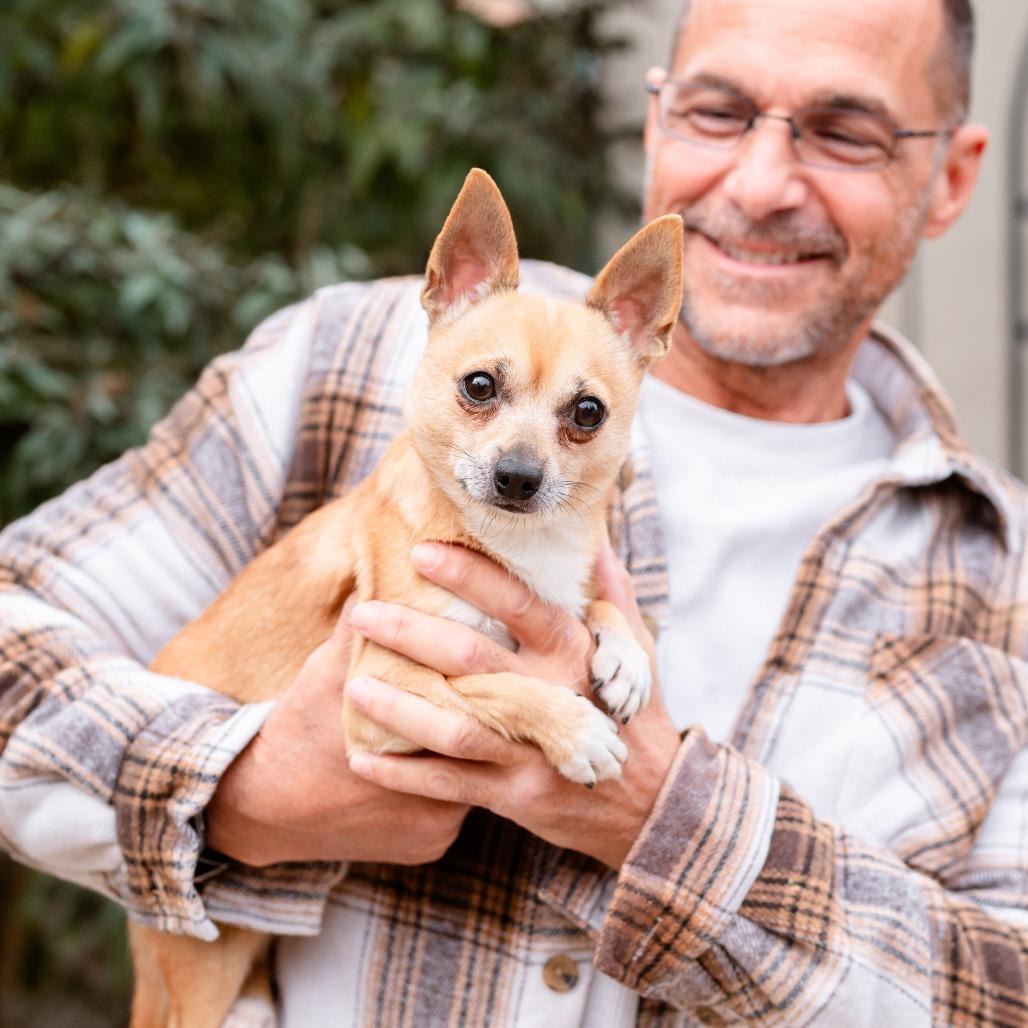 Baby Boo, Adoptable, Adult Male Chihuahua.