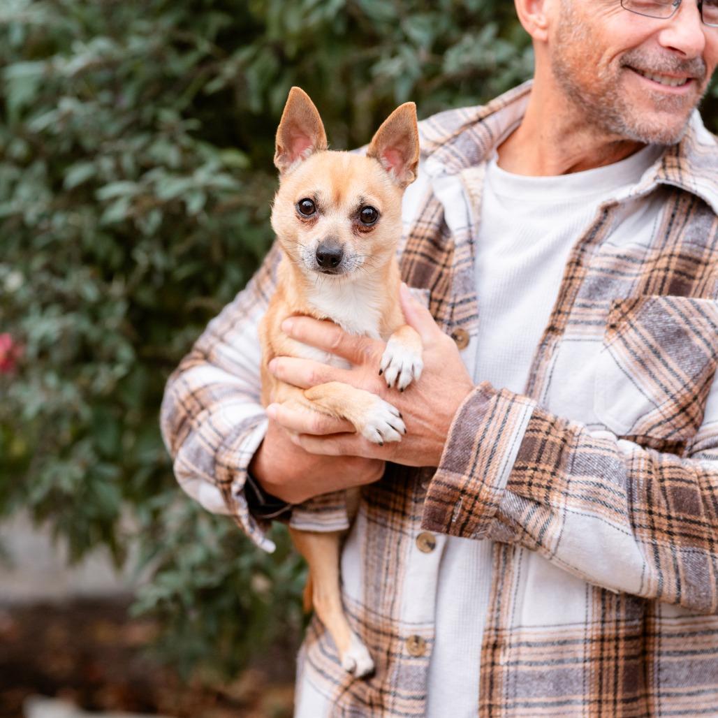 Enlarge Baby Boo, a Adoptable Chihuahua in Chester Springs, PA image 2/5