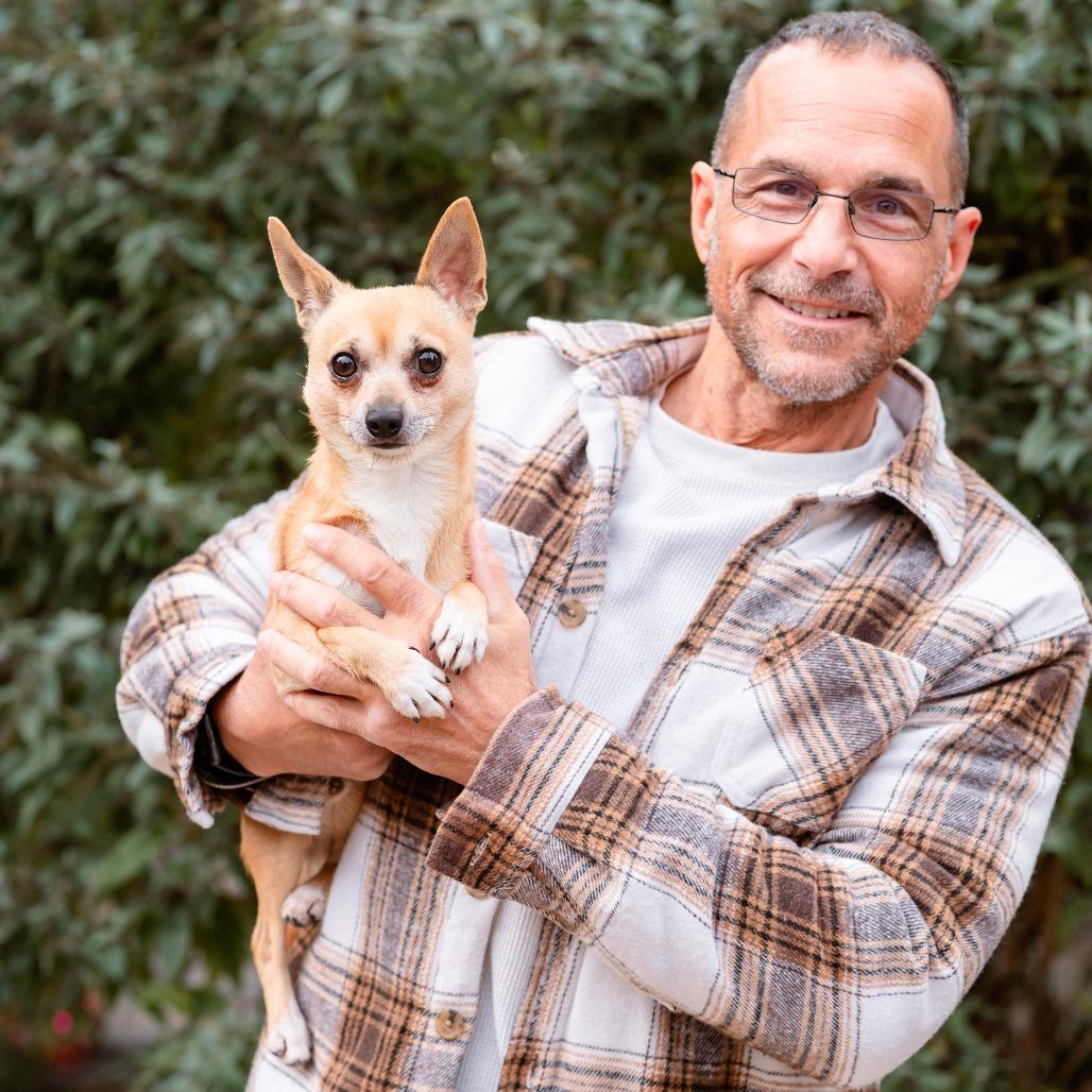 Enlarge Baby Boo, a Adoptable Chihuahua in Chester Springs, PA image 3/5