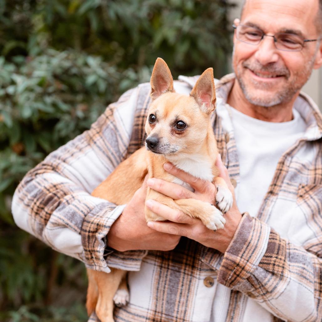 Enlarge Baby Boo, a Adoptable Chihuahua in Chester Springs, PA image 4/5
