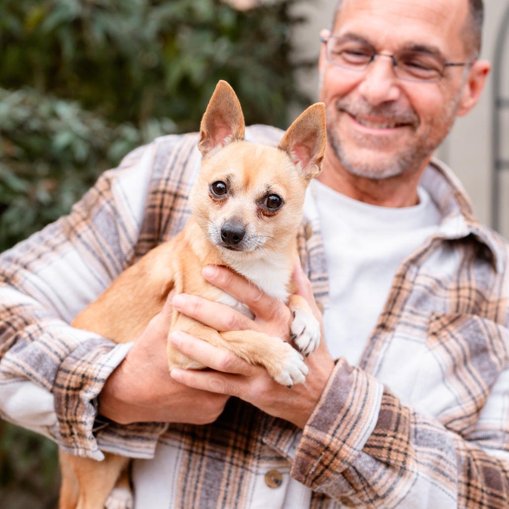 Enlarge Baby Boo, a Adoptable Chihuahua in Chester Springs, PA image 5/5