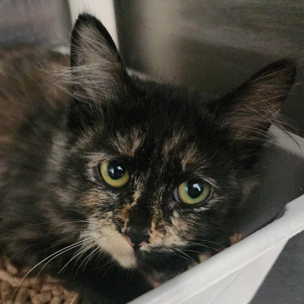 Dandelion, Adoptable, Kitten Female Domestic Medium Hair.