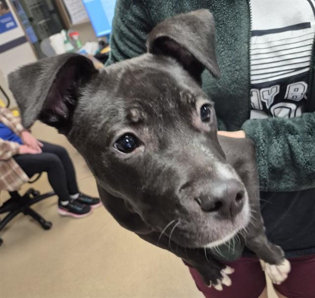 MATCH, Adoptable, Puppy Male Pit Bull Terrier.