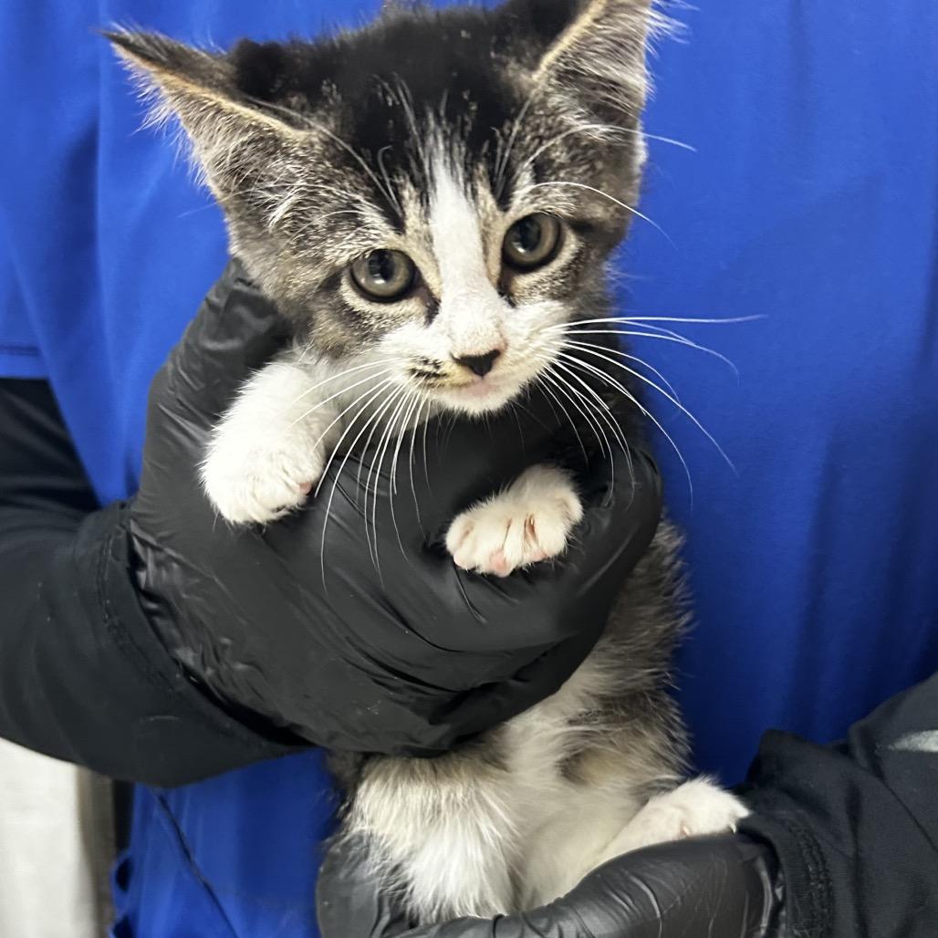 Enlarge Anastasia, a Adoptable Domestic Short Hair in Pensacola, FL image 1/2