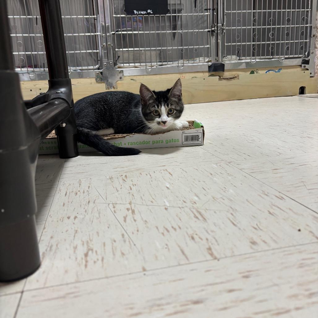 Enlarge Anastasia, a Adoptable Domestic Short Hair in Pensacola, FL image 2/2