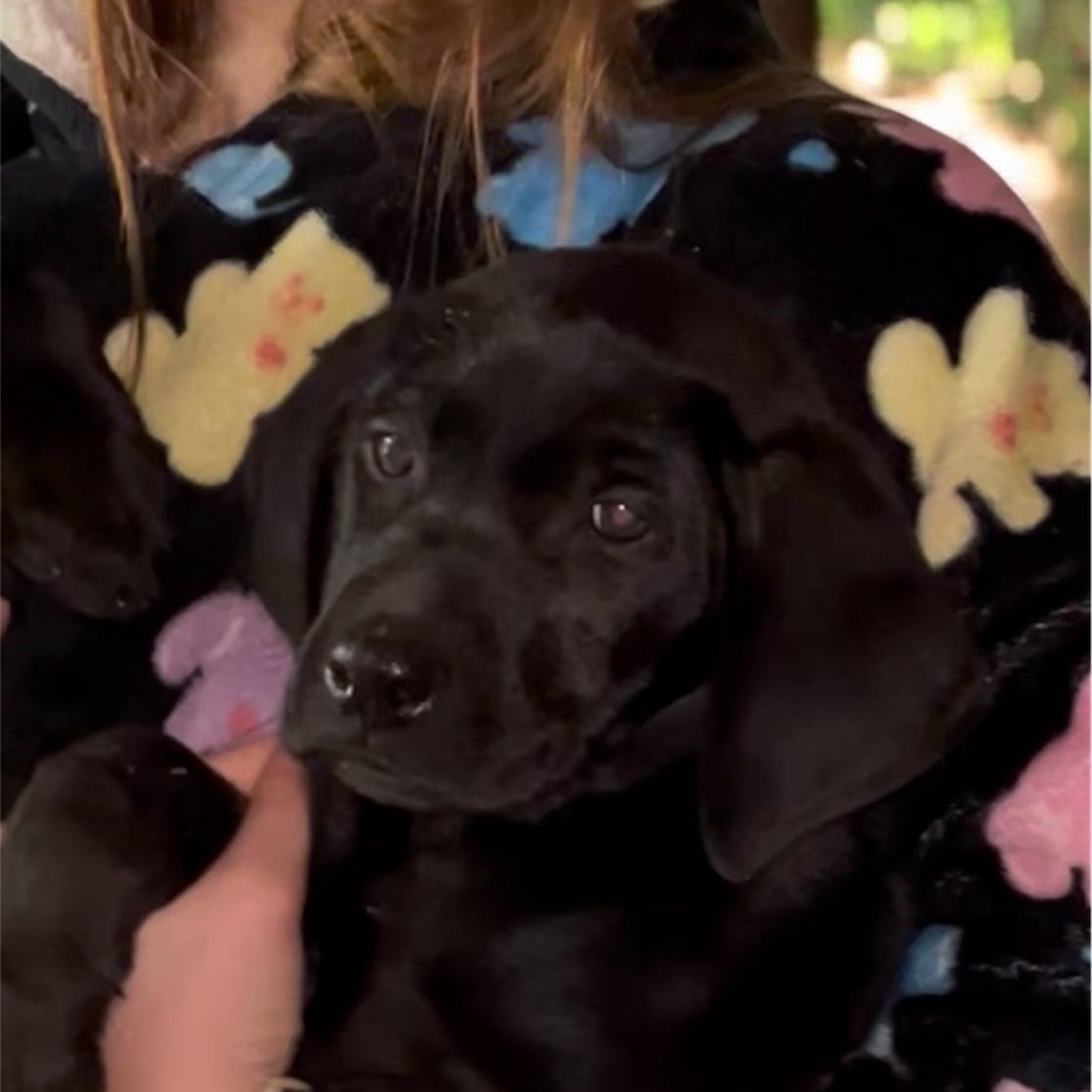 SIERRA, ADOPTABLE, Puppy Male Labrador Retriever & Black Labrador Retriever.