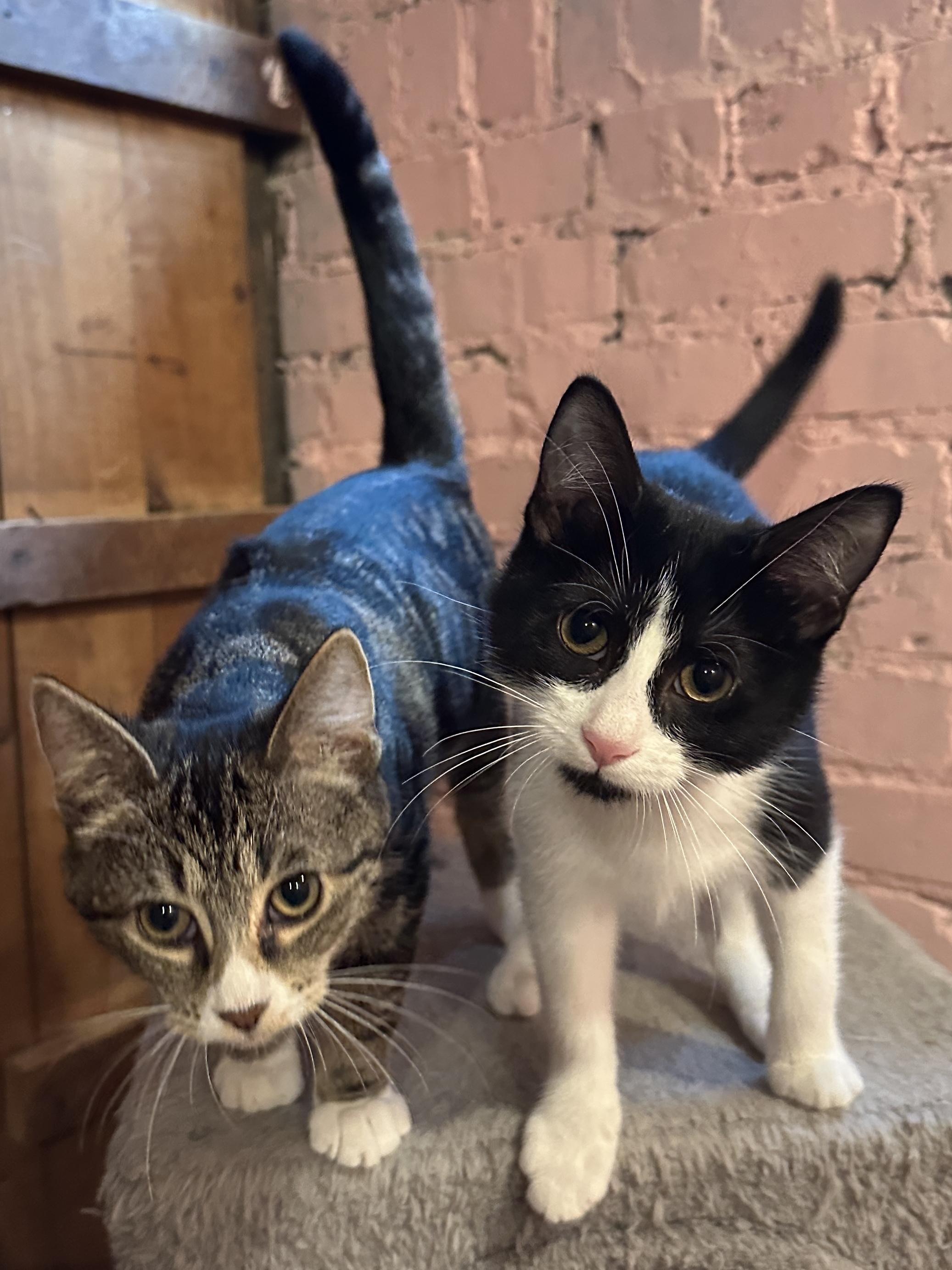 Skimmer & Dasher, Adoptable, Kitten Female Domestic Short Hair.