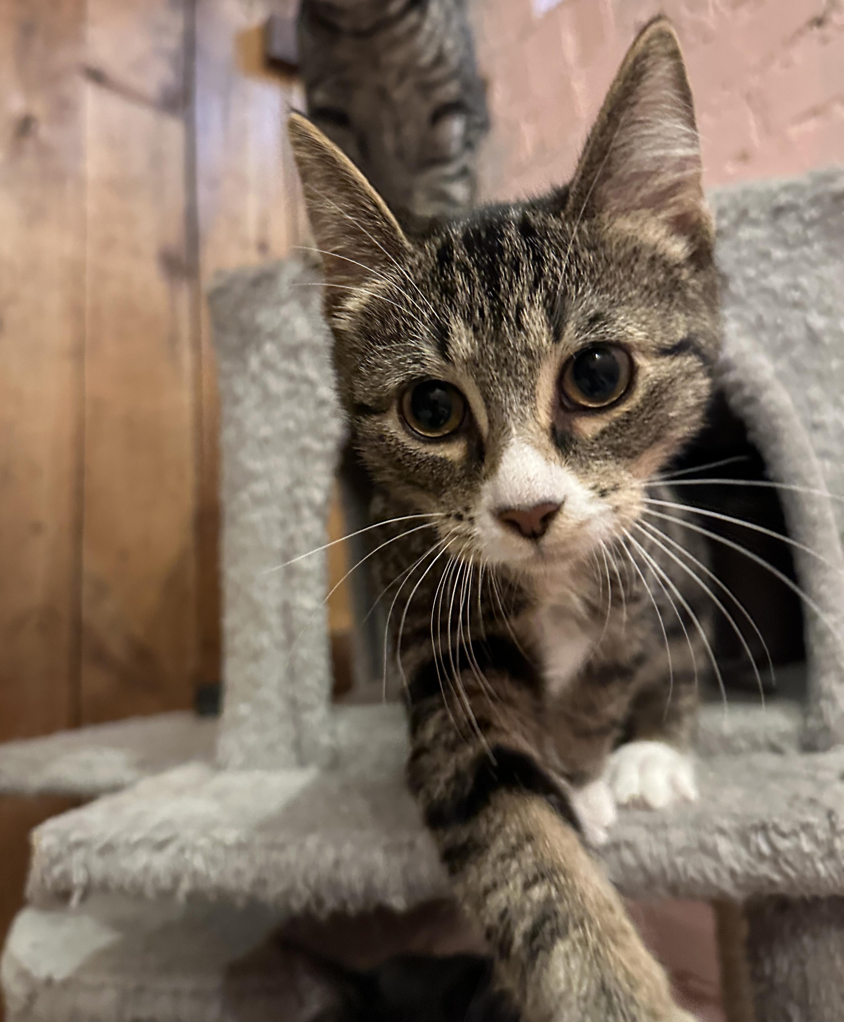 Enlarge Skimmer & Dasher, a Adoptable Domestic Short Hair in Milwaukee, WI image 4/6