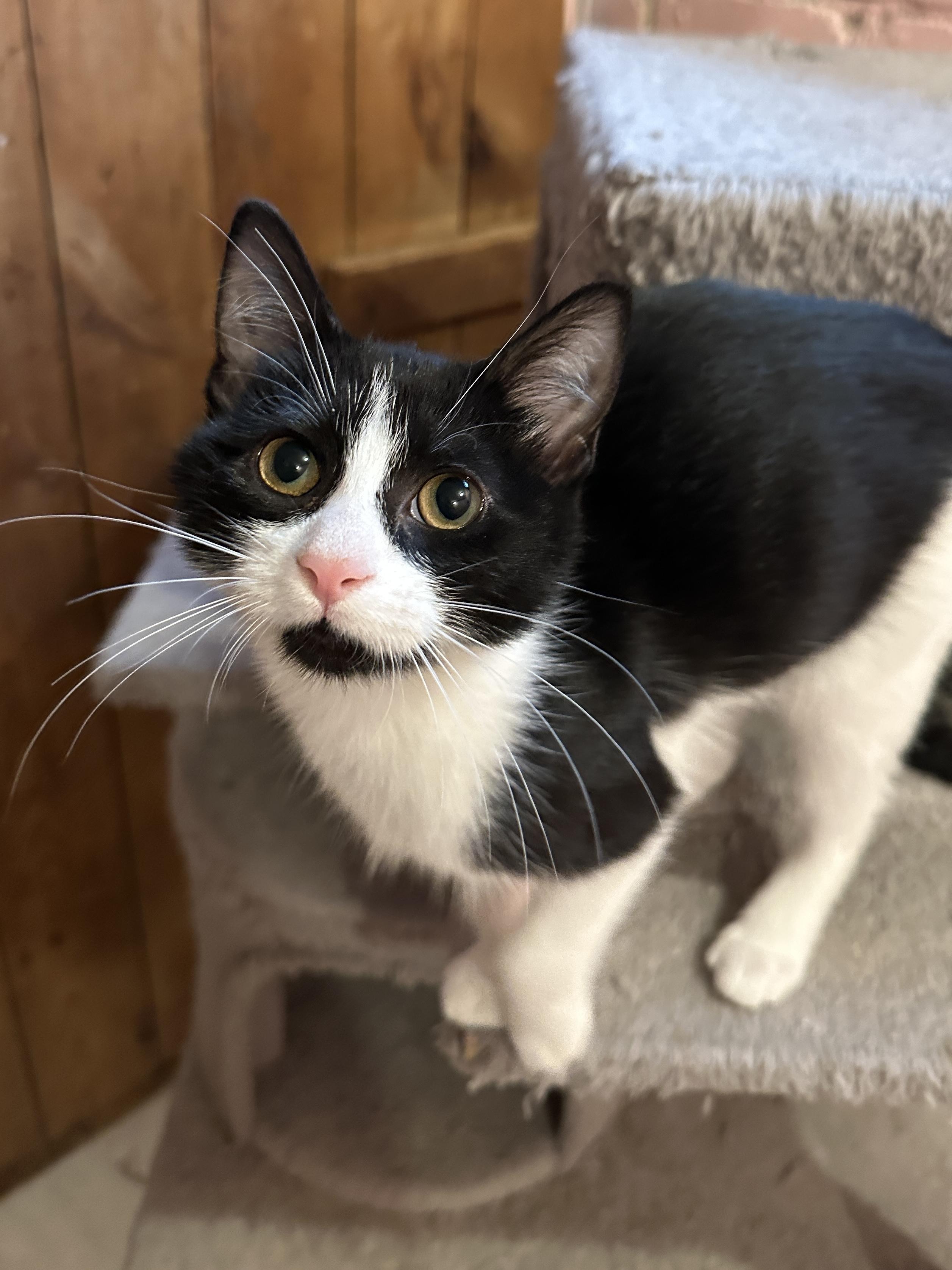 Enlarge Skimmer & Dasher, a Adoptable Domestic Short Hair in Milwaukee, WI image 5/6