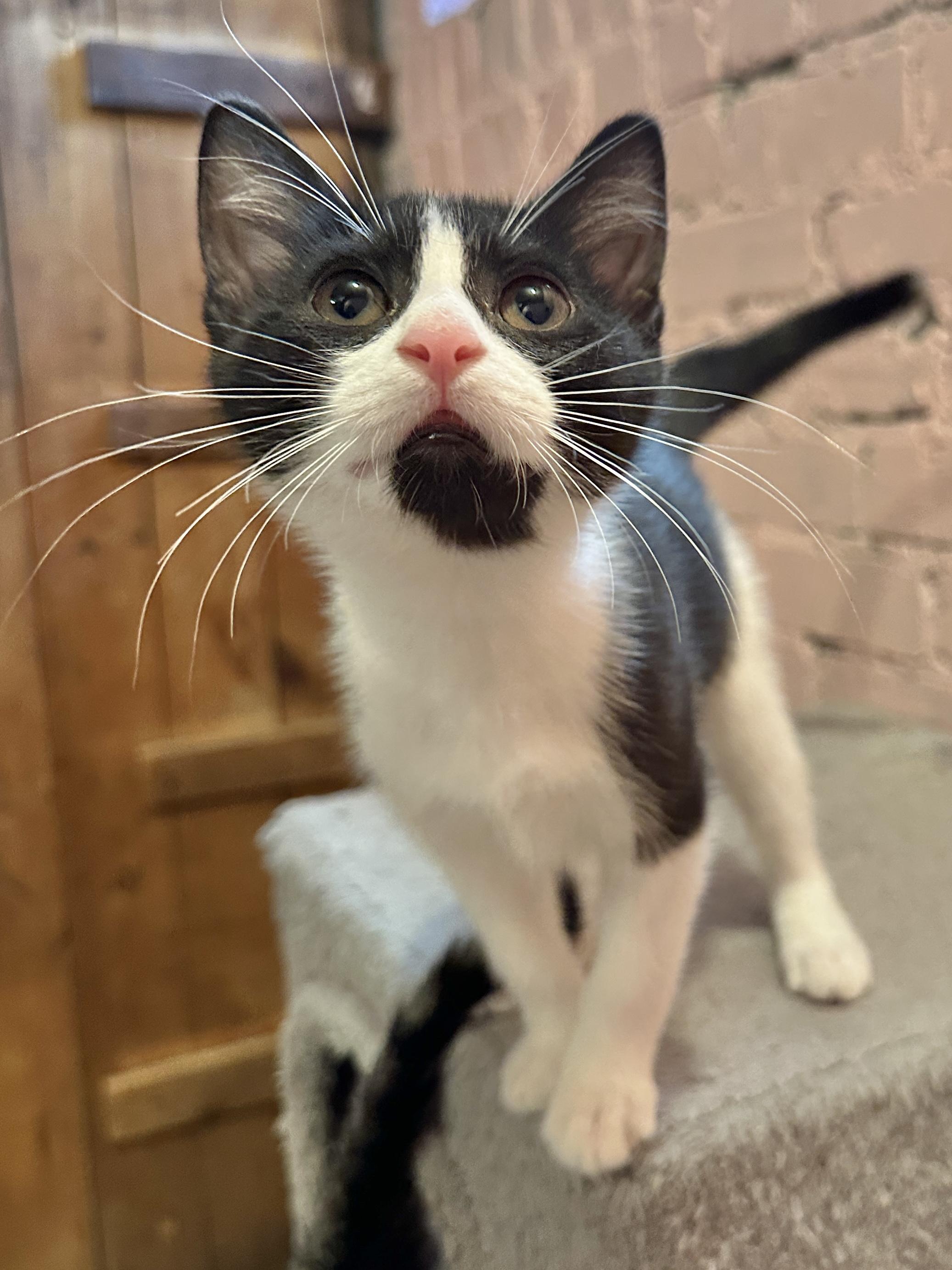 Enlarge Skimmer & Dasher, a Adoptable Domestic Short Hair in Milwaukee, WI image 2/6