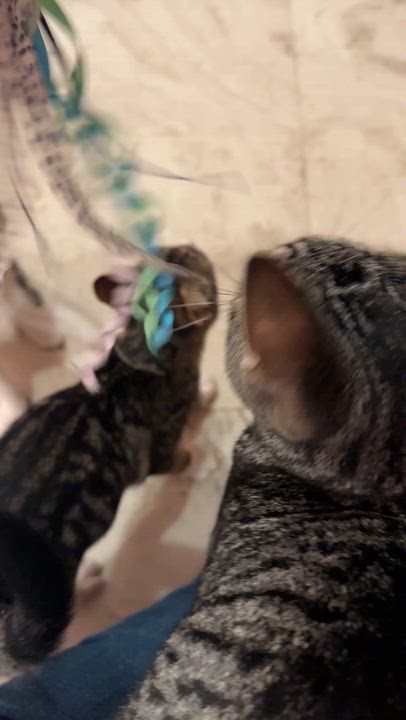Enlarge Skimmer & Dasher, a Adoptable Domestic Short Hair in Milwaukee, WI video 6/6