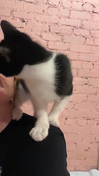 Enlarge Skimmer & Dasher, a Adoptable Domestic Short Hair in Milwaukee, WI video 3/6