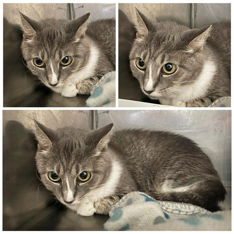 Cilly, ADOPTABLE, Adult Female Domestic Short Hair.