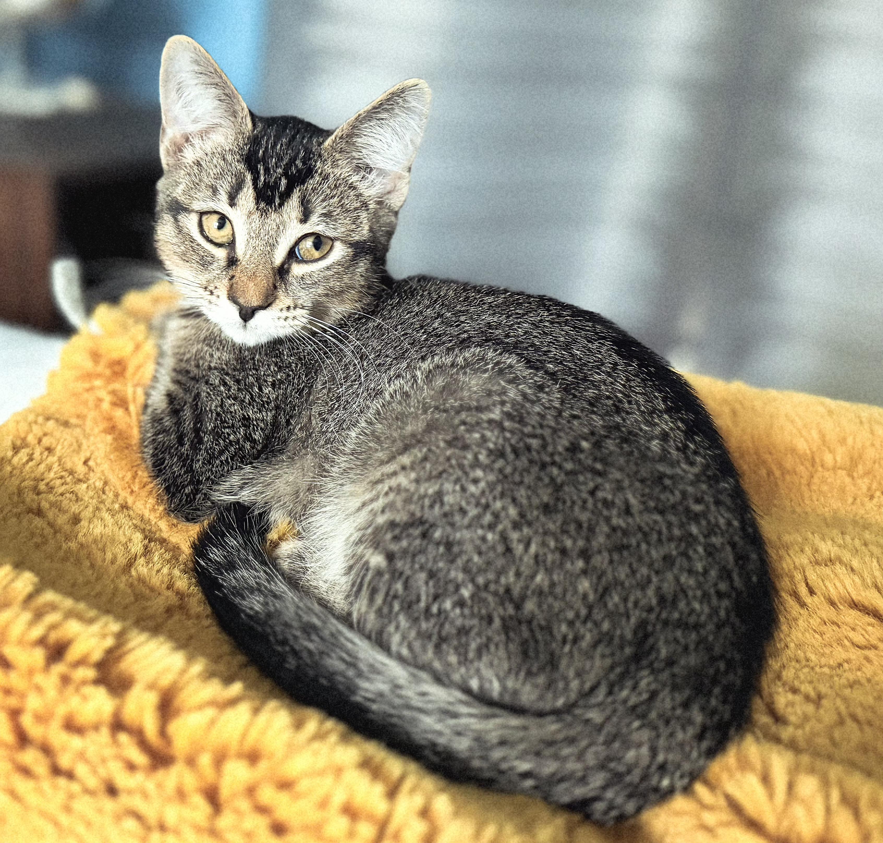 Sanibel, Adoptable, Kitten Female Tabby & Abyssinian.