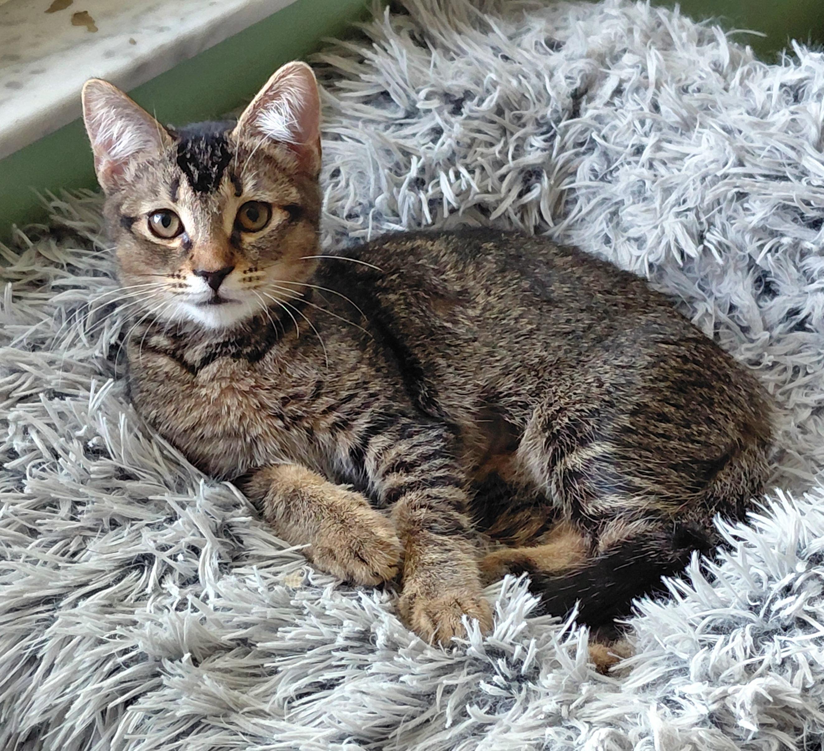 Enlarge Sanibel, a Adoptable mixed breed in Melbourne, FL image 2/5