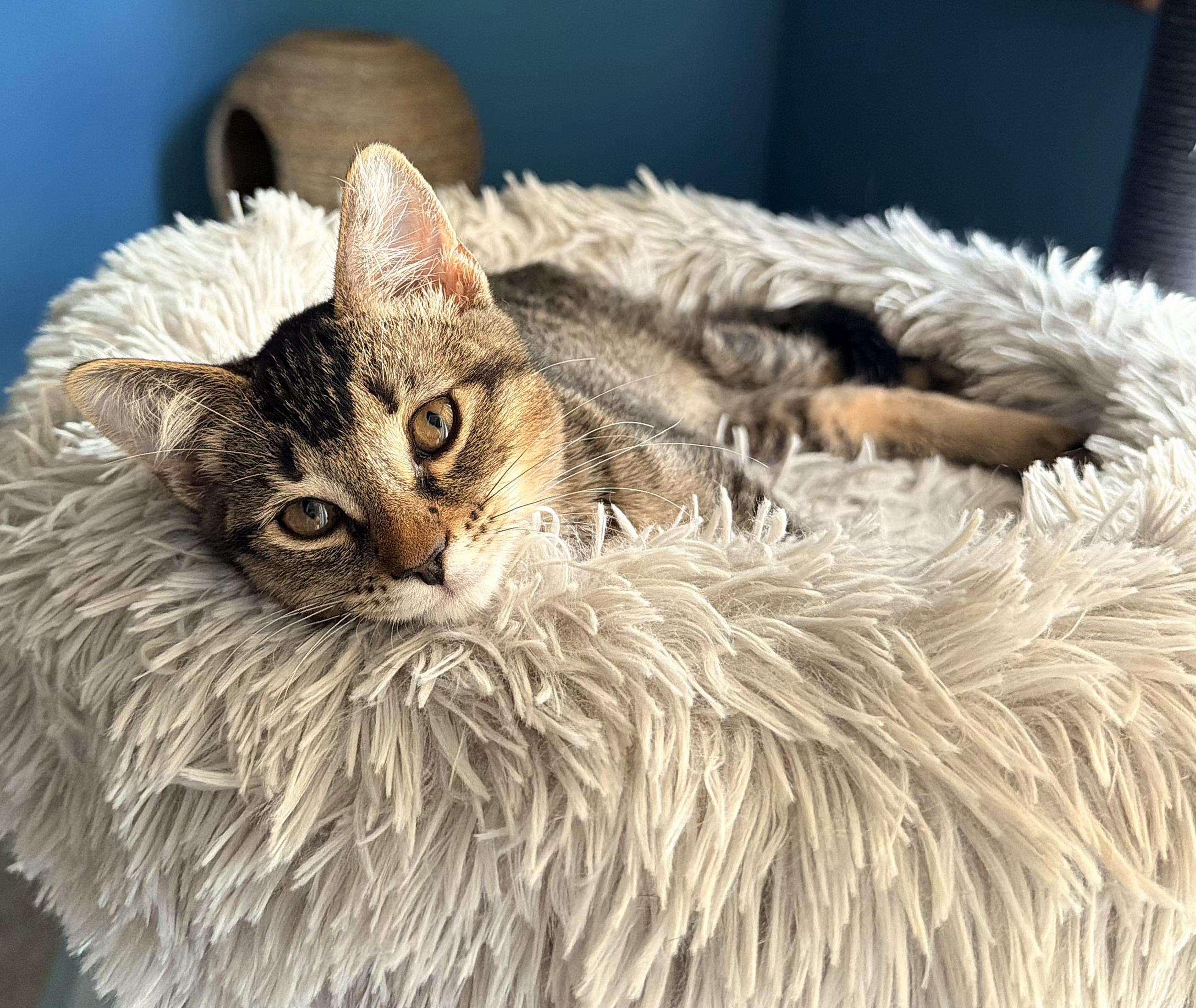 Enlarge Sanibel, a Adoptable mixed breed in Melbourne, FL image 5/5