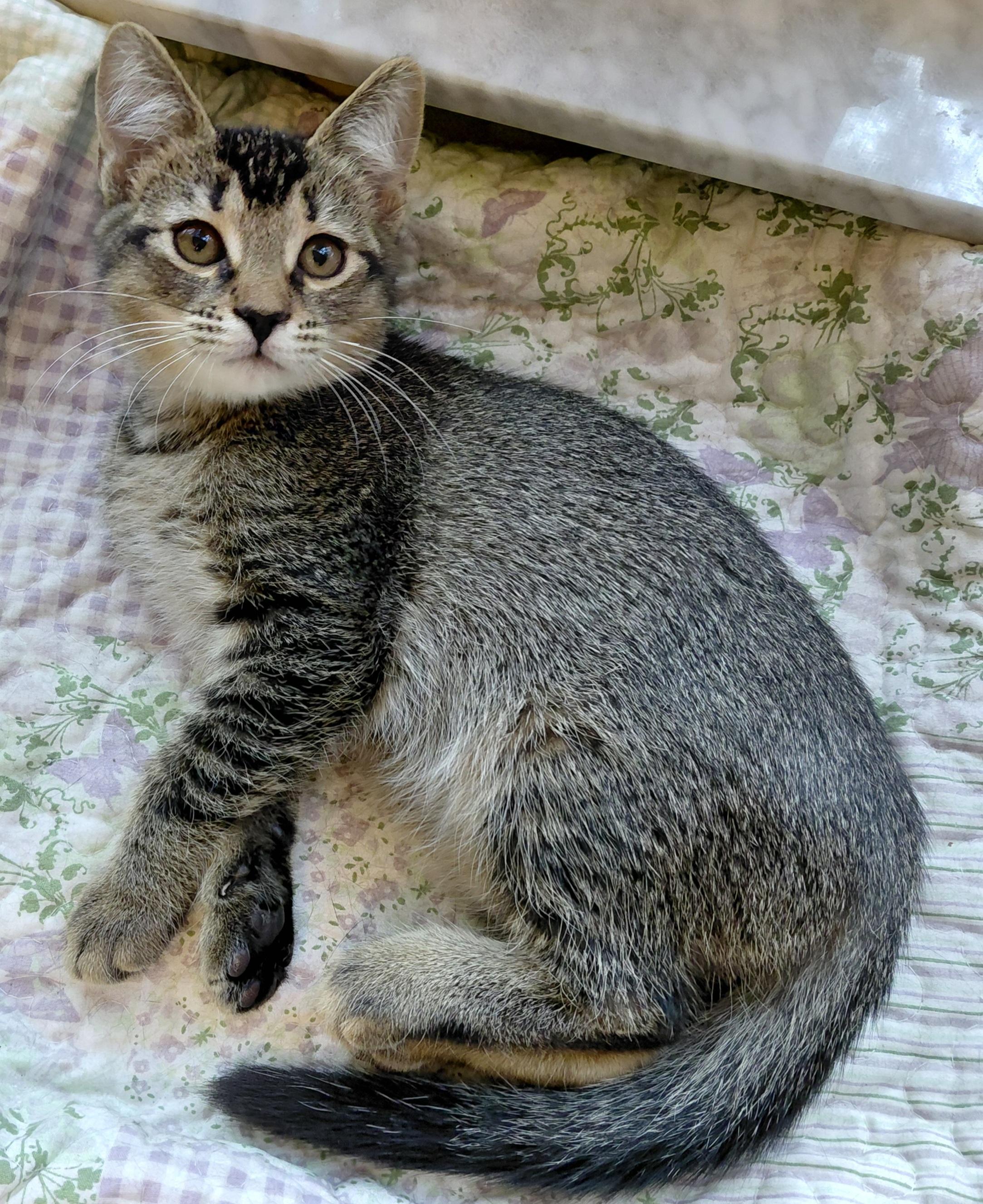 Enlarge Sanibel, a Adoptable mixed breed in Melbourne, FL image 3/5