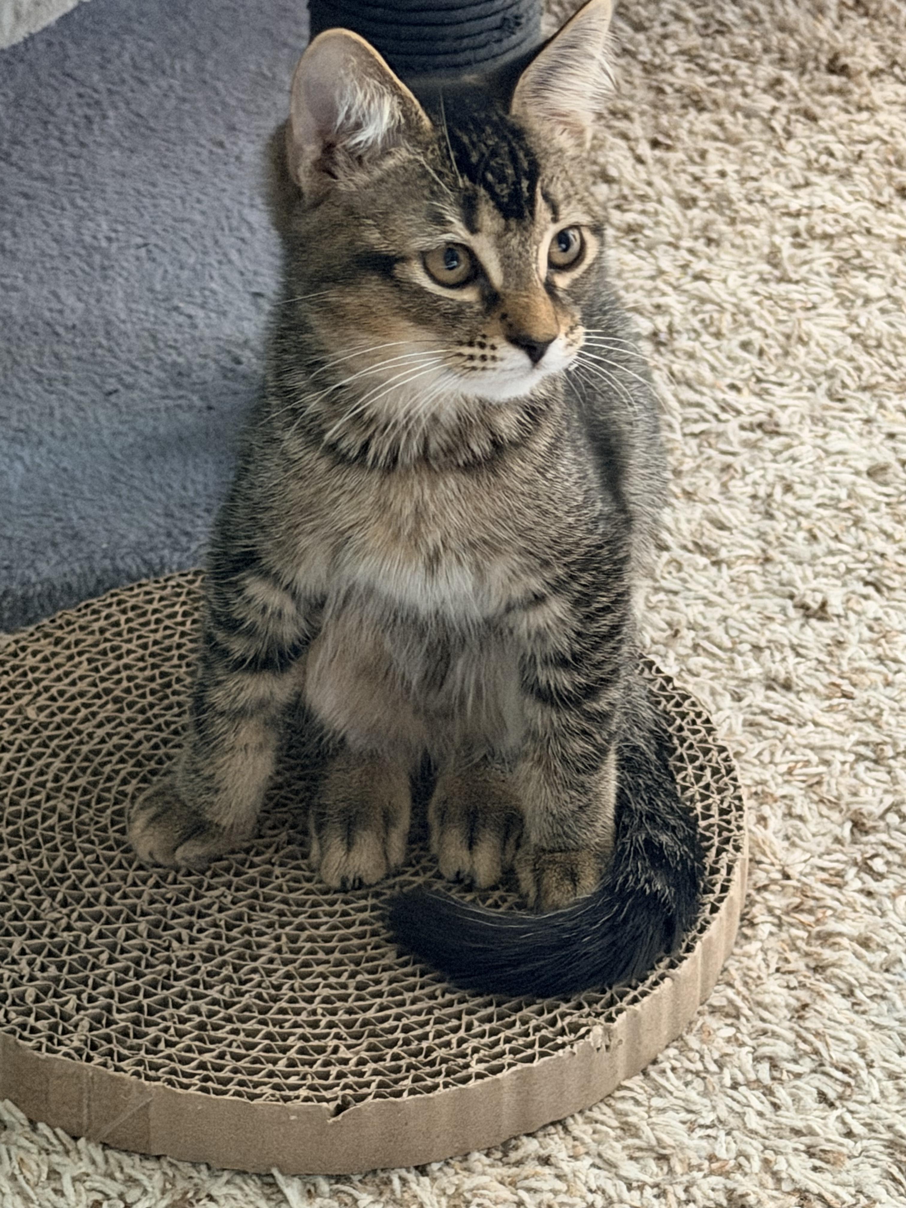 Sanibel, Adoptable, Kitten Female Tabby & Domestic Short Hair.