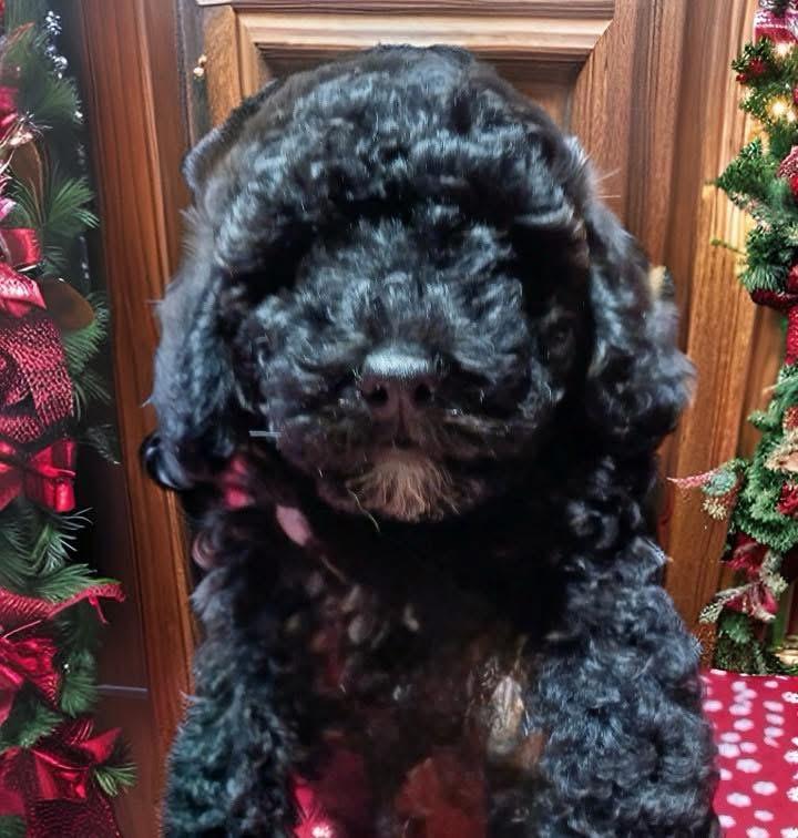 Yuletide, Adoptable, Puppy Male Bichon Frise & Poodle.