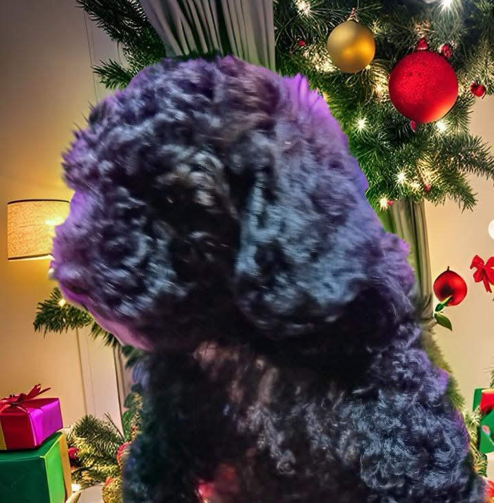 Yuletide, a Adoptable mixed breed in Yorktown heights, NY image 2/3