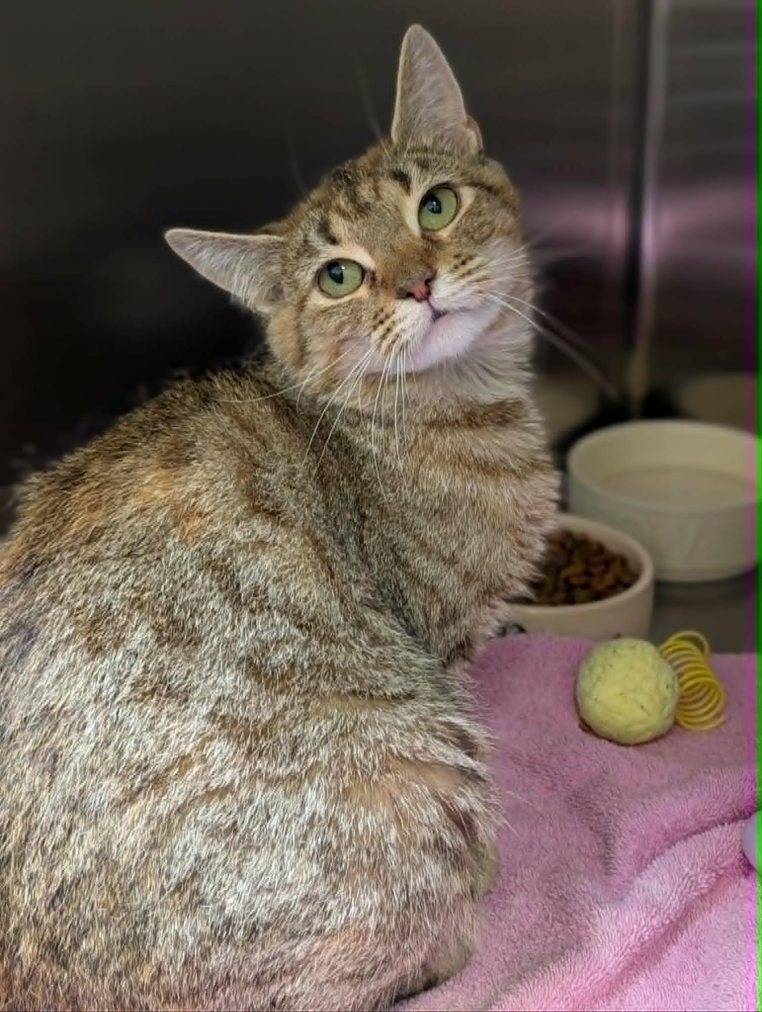 Tumble, Adoptable, Adult Female Domestic Short Hair.
