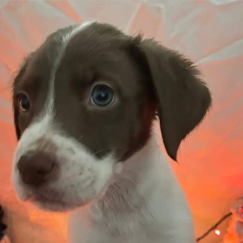 Enlarge Ghost, a ADOPTABLE mixed breed in Elkton, MD image 1/3