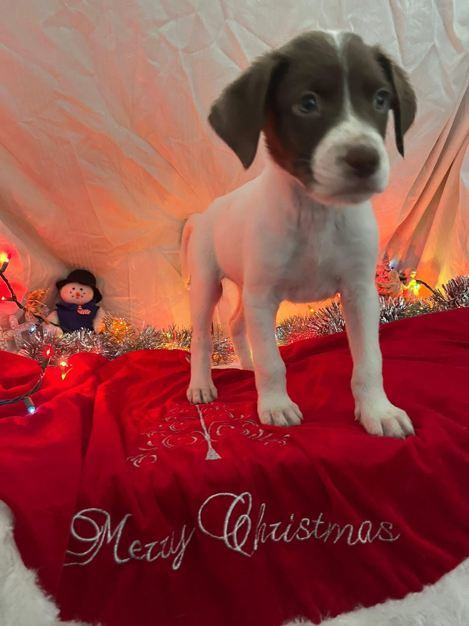 Enlarge Ghost, a ADOPTABLE mixed breed in Elkton, MD image 3/3