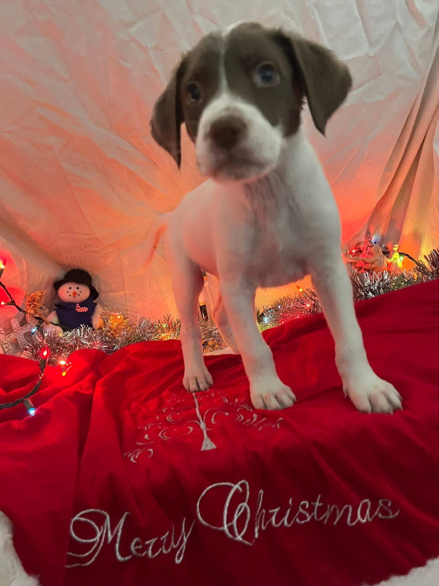 Enlarge Ghost, a ADOPTABLE mixed breed in Elkton, MD image 2/3