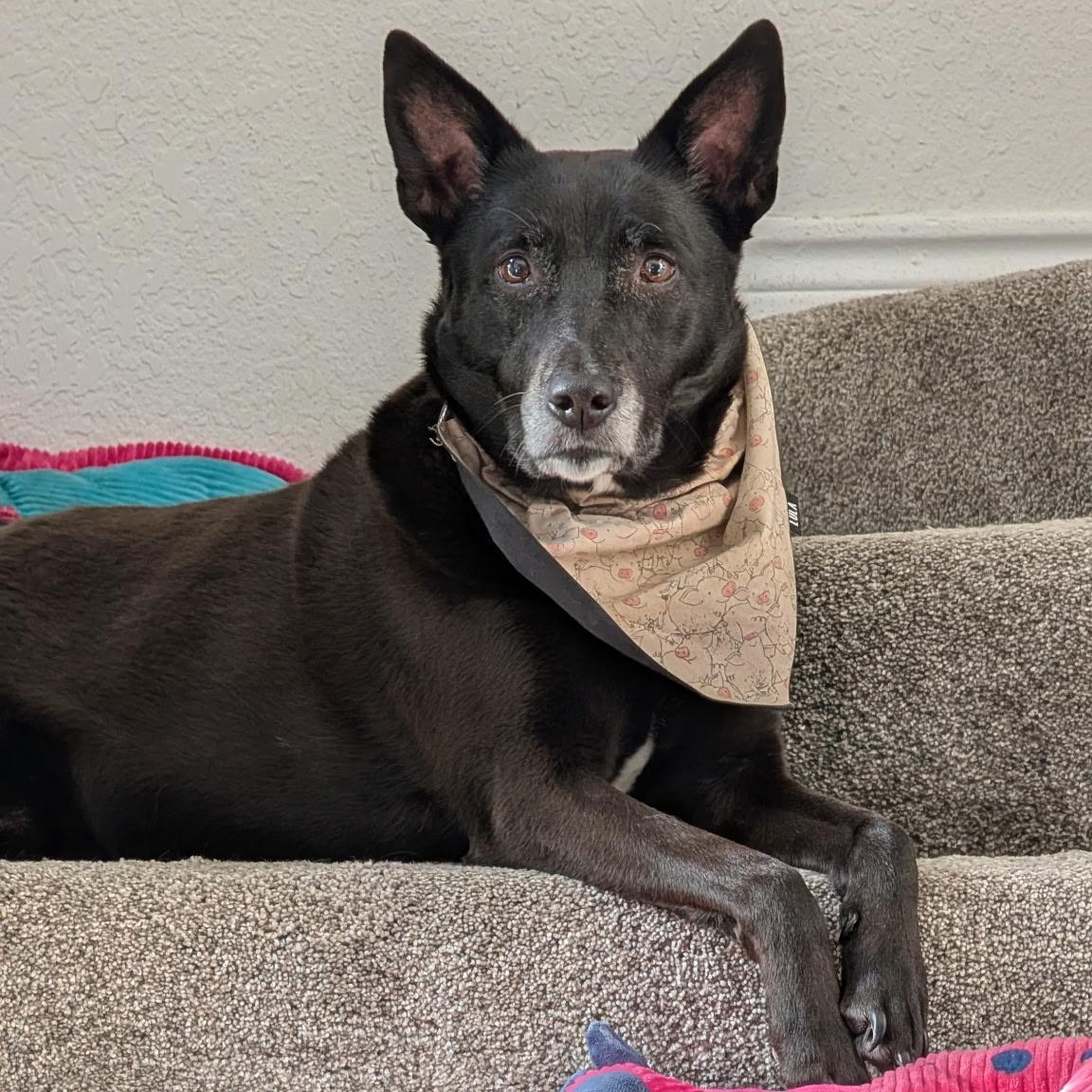 Genie, Adoptable, Senior Female Australian Cattle Dog / Blue Heeler.