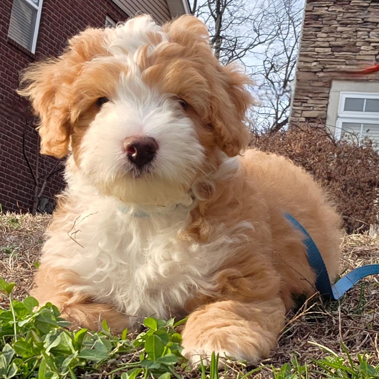Comit Tanner, adoptable, Puppy Male Aussiedoodle & Bernedoodle.