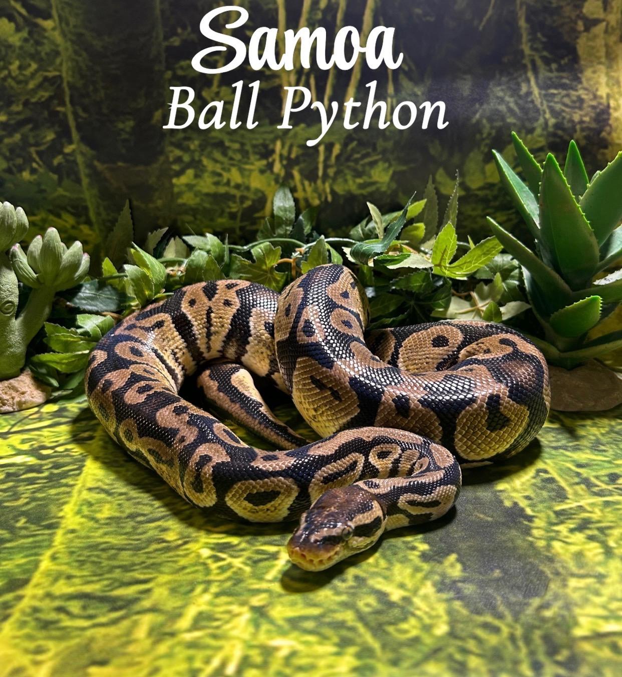 Enlarge Samoa, a ADOPTABLE Ball Python in Deep river, CT image 1/1
