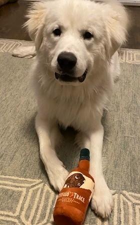 Enlarge Hank (GREAT Family Dog), an adopted Great Pyrenees in Newfoundland, PA image 5/6