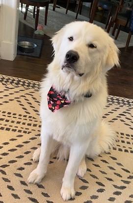 Enlarge Hank (GREAT Family Dog), an adopted Great Pyrenees in Newfoundland, PA image 1/6