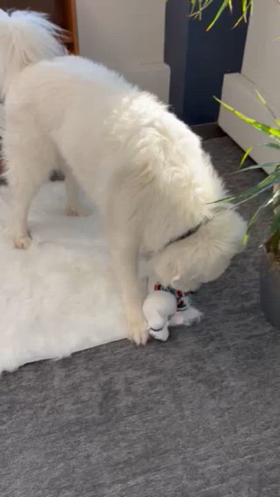 Enlarge Hank (GREAT Family Dog), an adopted Great Pyrenees in Newfoundland, PA video 6/6