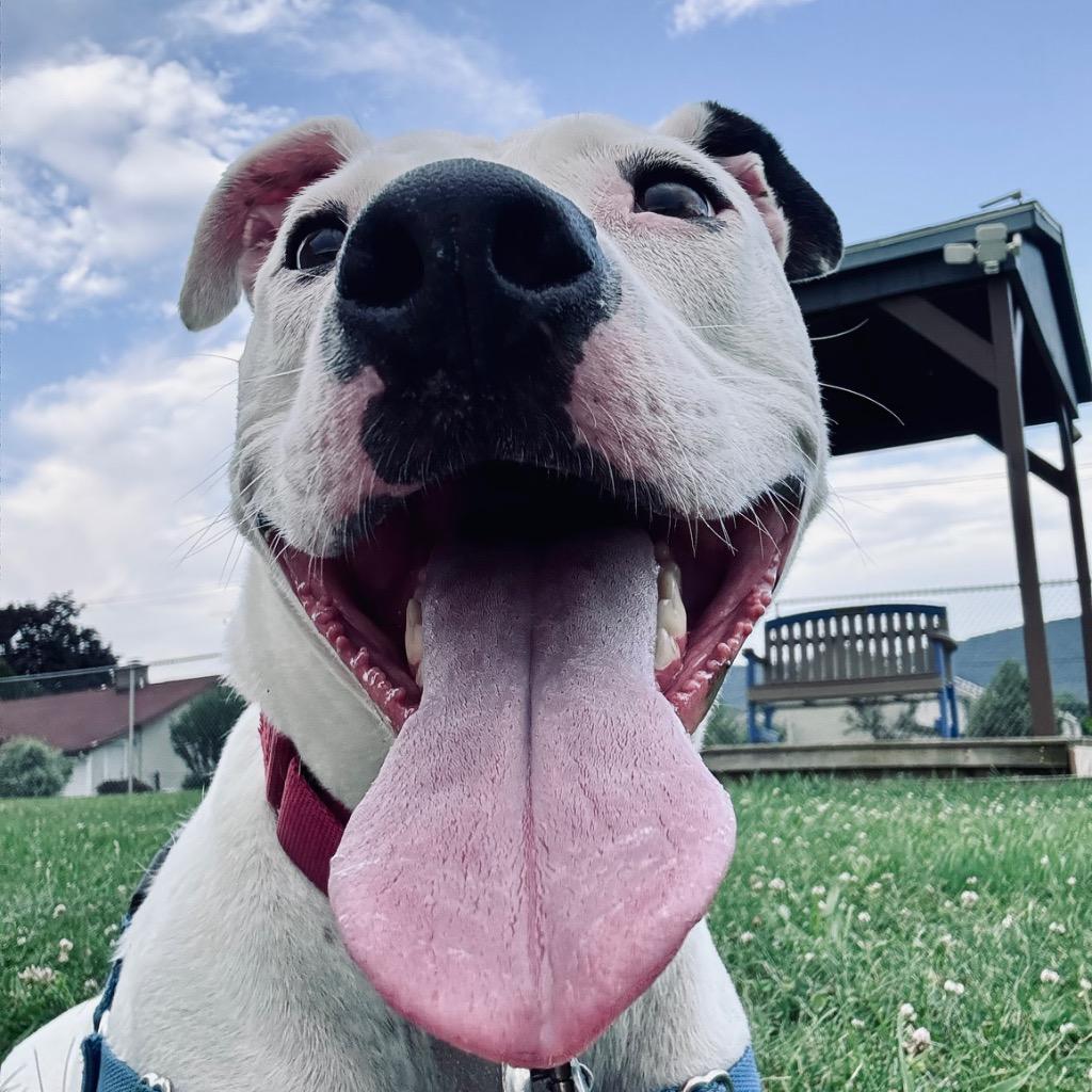 Remi, Adoptable, Adult Male Mixed Breed.