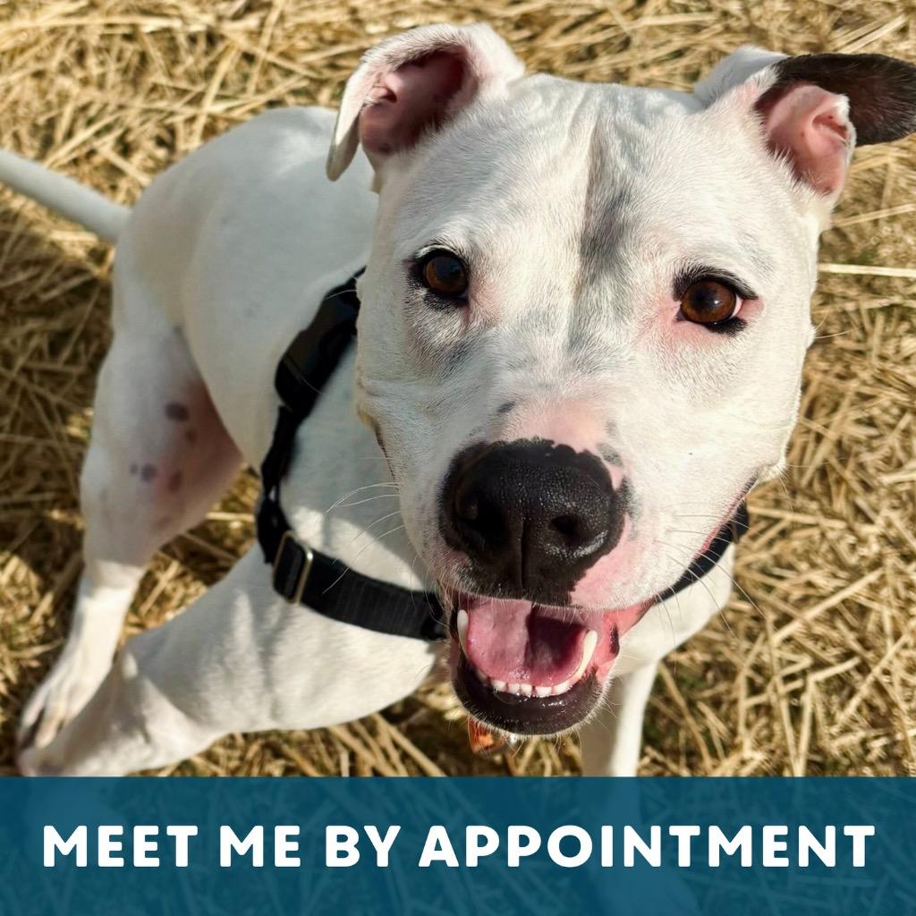 Remi, Adoptable, Adult Male Mixed Breed.